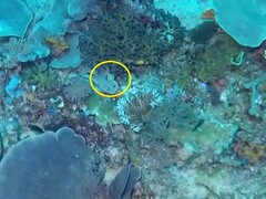 Pycnochromis retrofasciatus