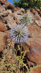Echinops spinosissimus