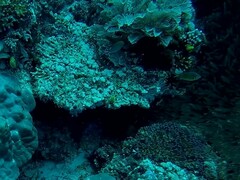 Pycnochromis amboinensis