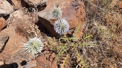 Echinops spinosissimus