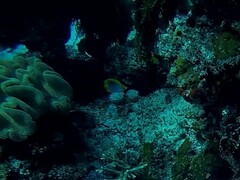Chaetodon ocellicaudus