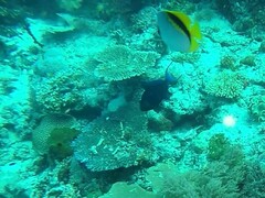 Chaetodon lineolatus