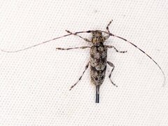 Acanthocinus pusillus