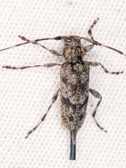 Acanthocinus pusillus