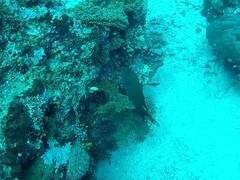 Ctenochaetus striatus