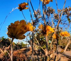 Handroanthus coronatus
