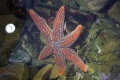 Allostichaster insignis