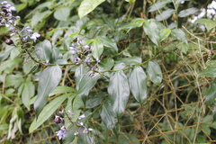 Dichorisandra hexandra