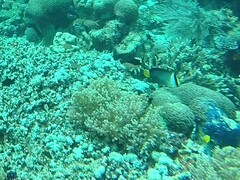 Chaetodontoplus mesoleucus