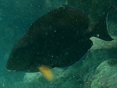 Acanthurus tractus