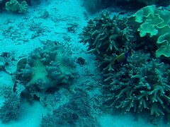 Pomacanthus navarchus