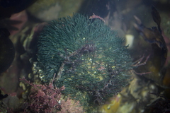 Cladophora herpestica