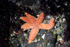 Allostichaster insignis