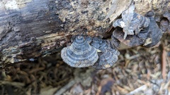 Trametes versicolor