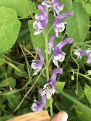 Aconitum septentrionale