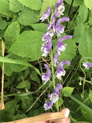 Aconitum septentrionale