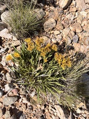 Petradoria pumila