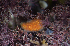 Aplidium benhami