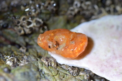 Aplidium benhami