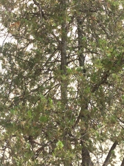 Myiopsitta monachus