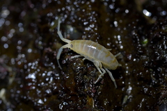 Bellorchestia