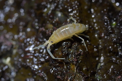 Bellorchestia