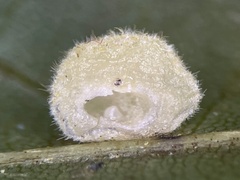 Caryomyia persicoides