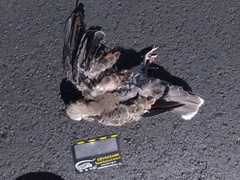 Streptopelia orientalis orii