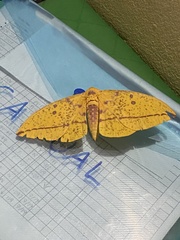 Eacles imperialis cacicus