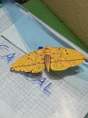 Eacles imperialis cacicus