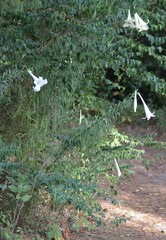 Lilium philippinense