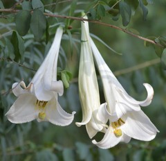 Lilium philippinense