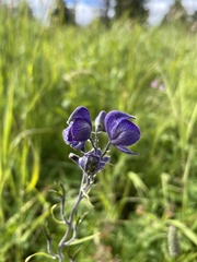 Aconitum delphiniifolium