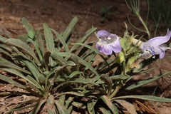 Penstemon jamesii