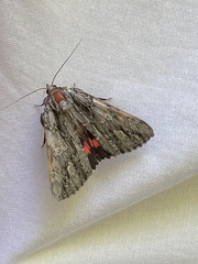 Catocala coccinata