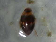 Suphisellus puncticollis