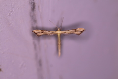 Paraplatyptilia