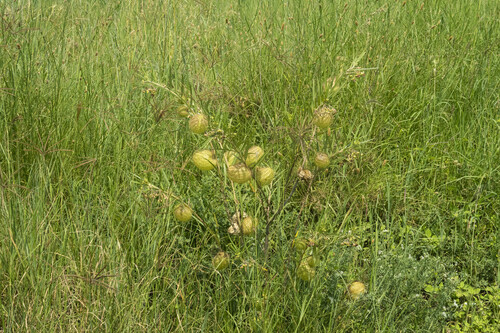 Gomphocarpus kaessneri image