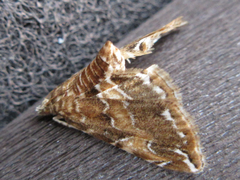 Elophila turbata