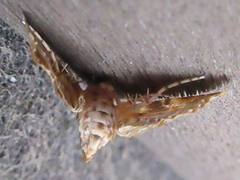 Elophila turbata