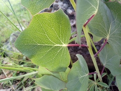 Roldana sessilifolia