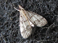 Dolicharthria bruguieralis