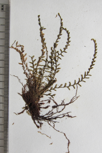 Calymmodon pectinatus · iNaturalist