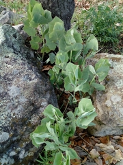 Roldana sessilifolia