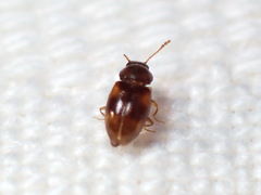 Toramus pulchellus