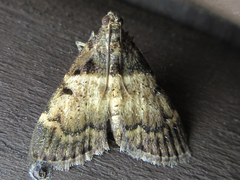 Lepidogma melanobasis