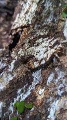 Henningsomyces candidus