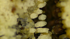 Henningsomyces candidus
