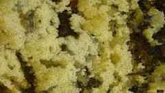 Henningsomyces candidus