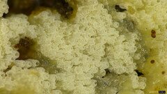 Henningsomyces candidus